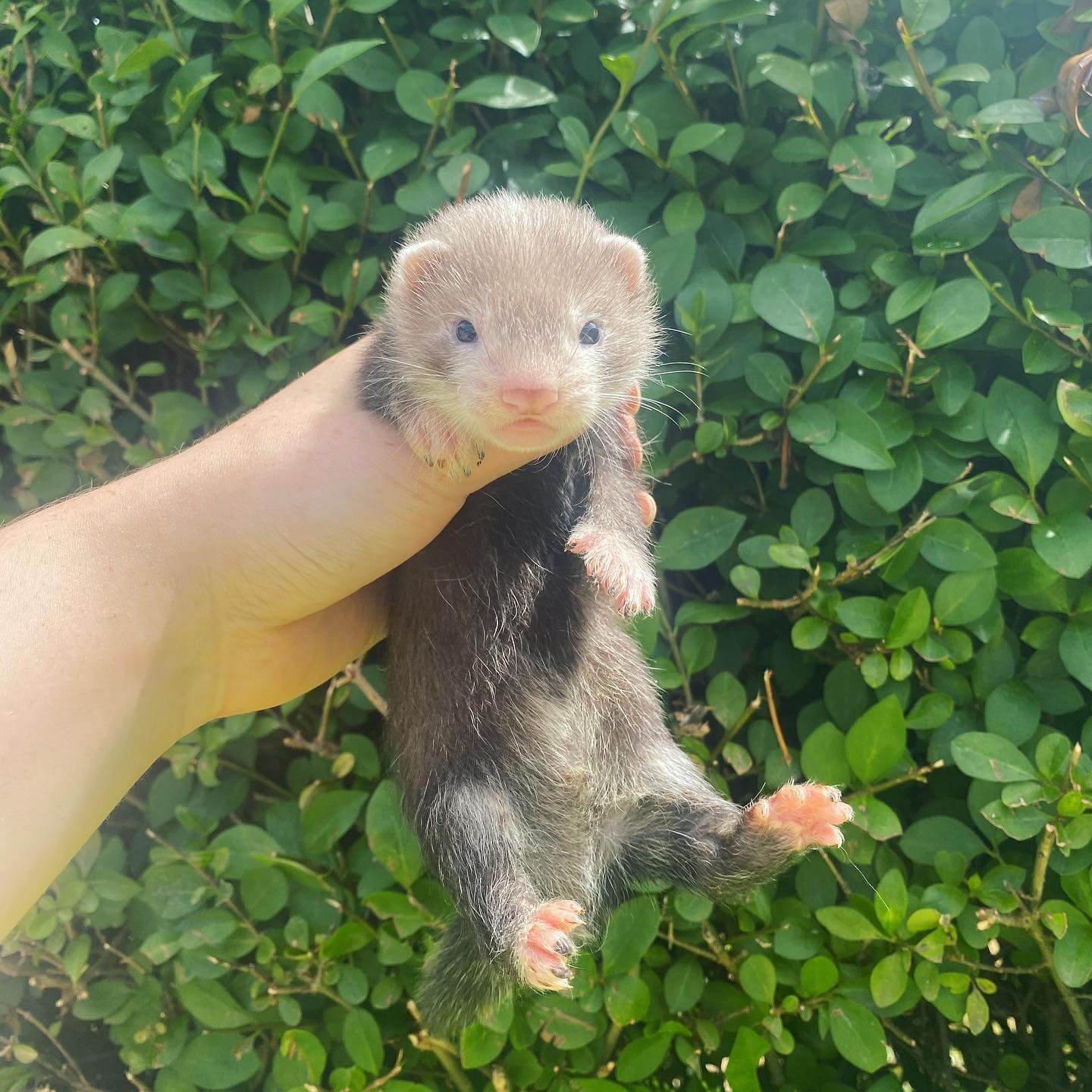  10 Frita female 10 weeks ferret for sale 