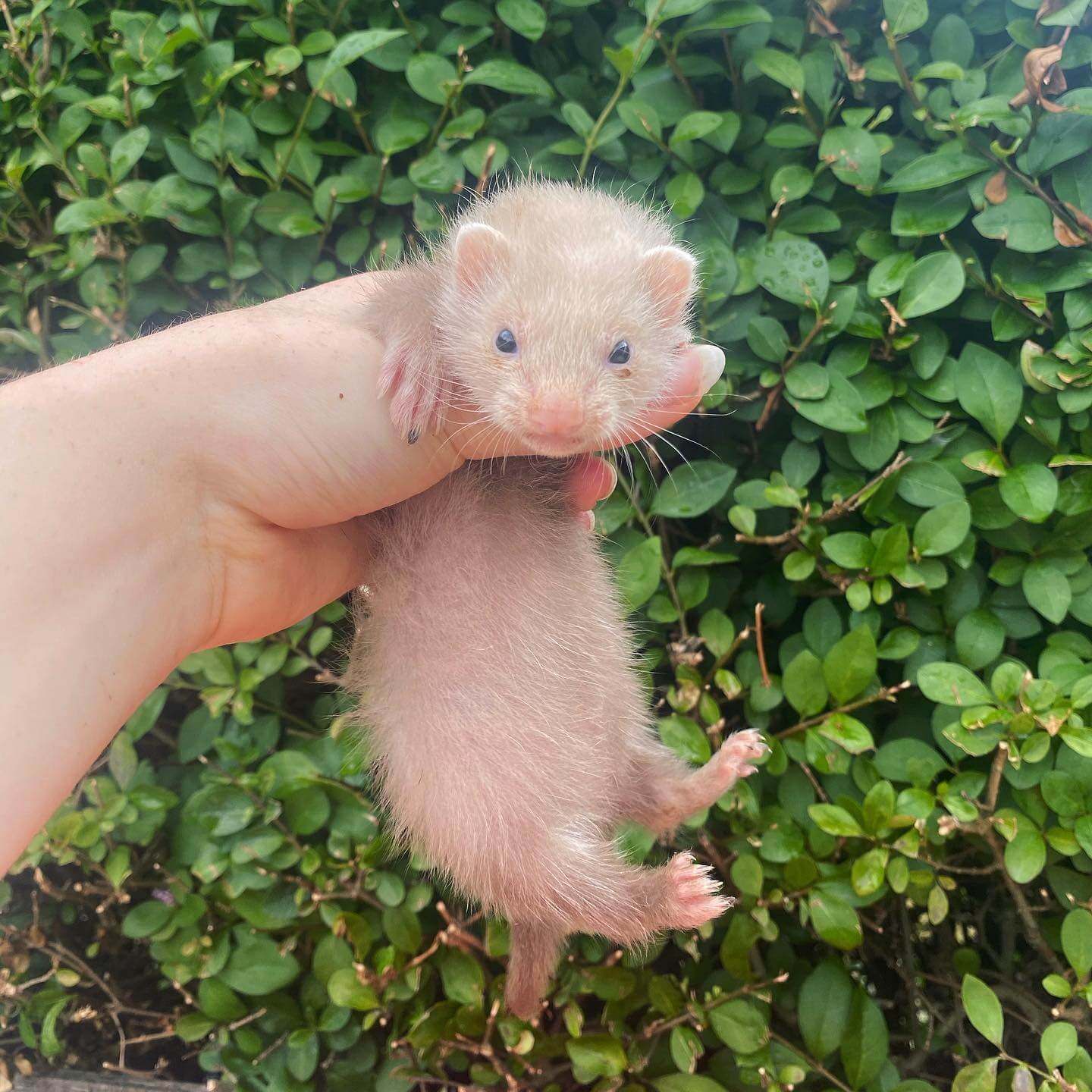  11 Muffin male 11 weeks ferret for sale 