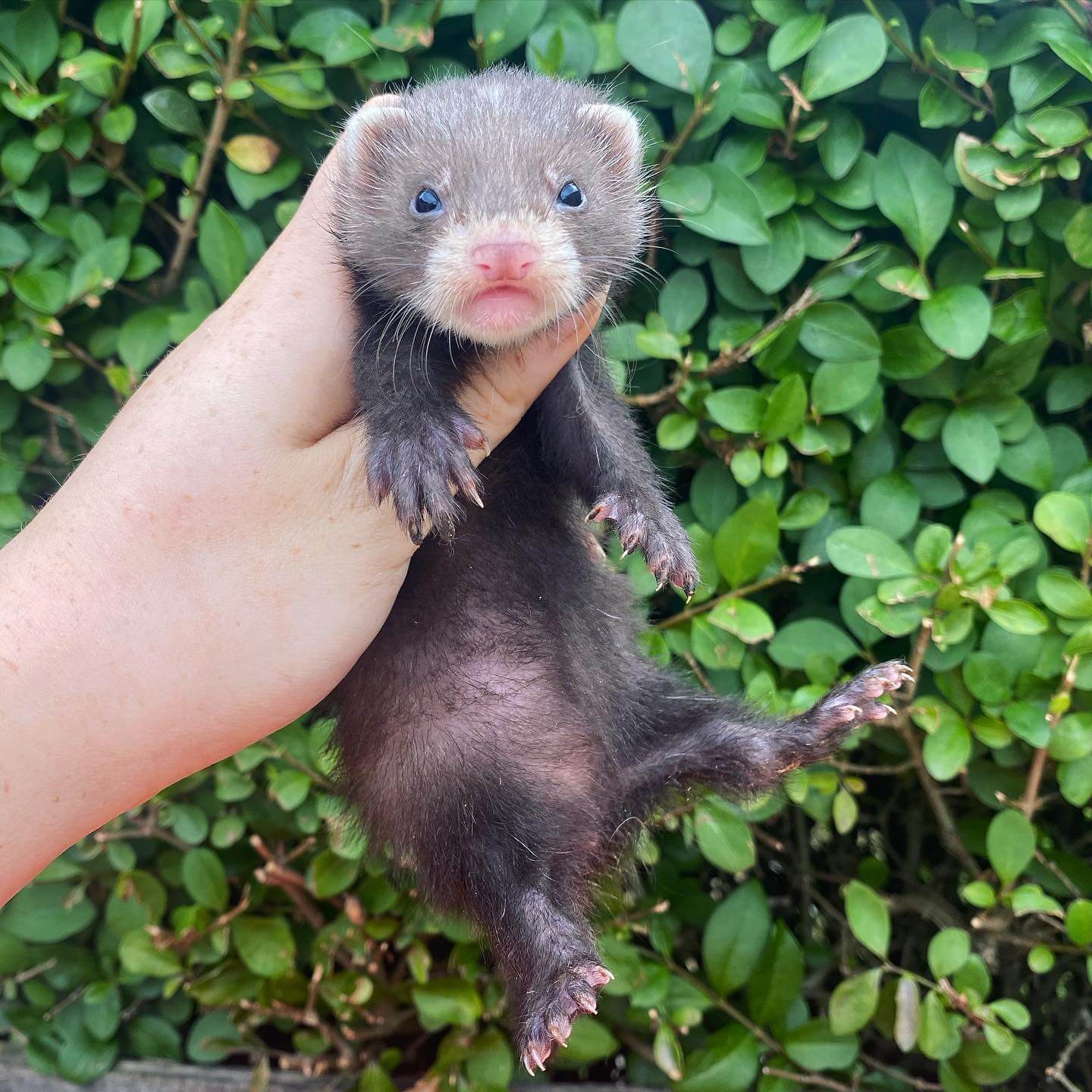  12 Sienna female 11 weeks ferret for sale 