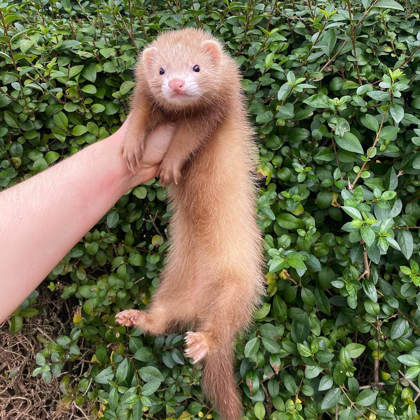  13 Moet male 13 weeks sold ferret for sale 