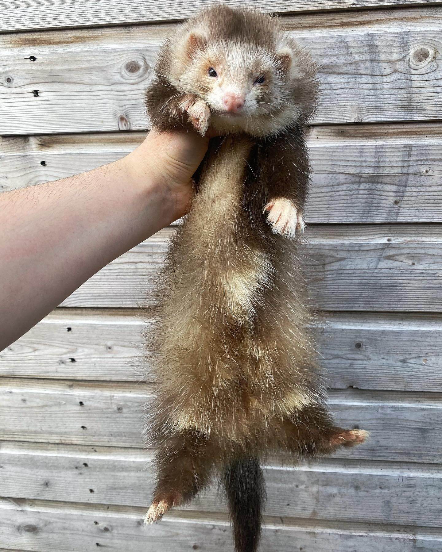  14 Nosey female 12 weeks sold ferret for sale 