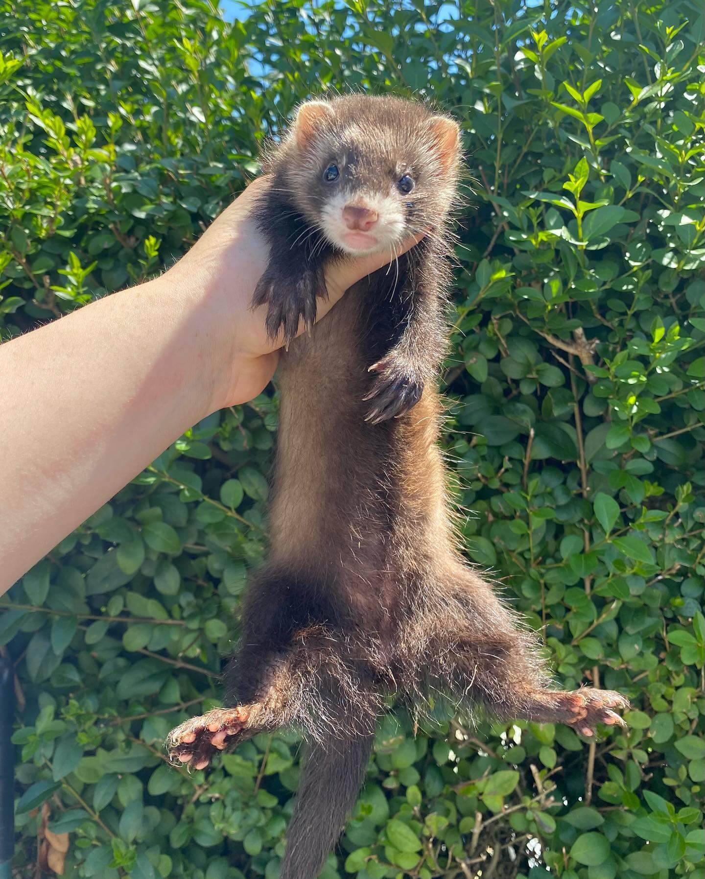  16 Howie male 10 weeks sold ferret for sale 