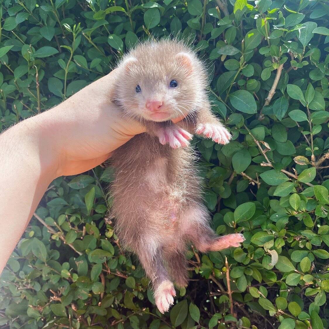  2 Brownie male 10 weeks ferret for sale 