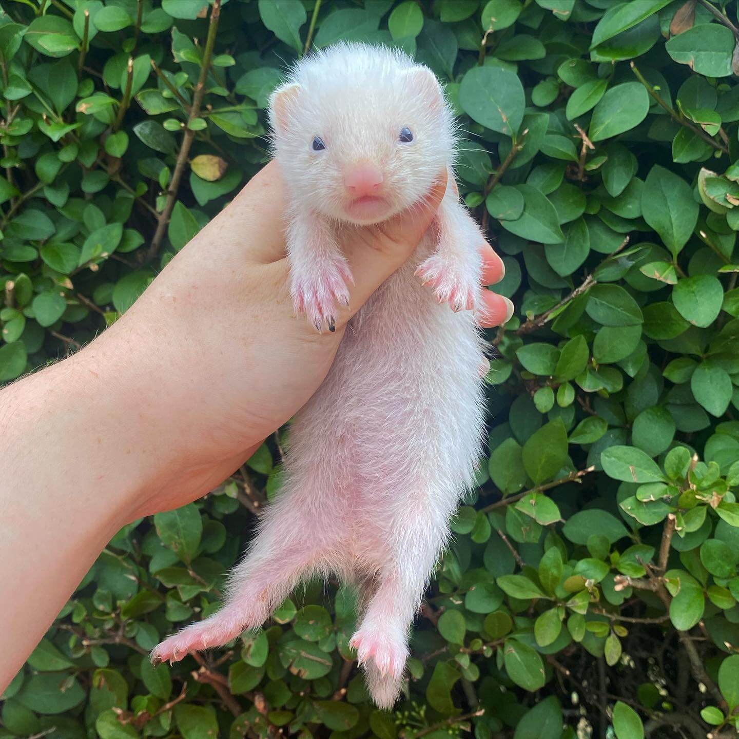  3 Weasley male 10 weeks ferret for sale 