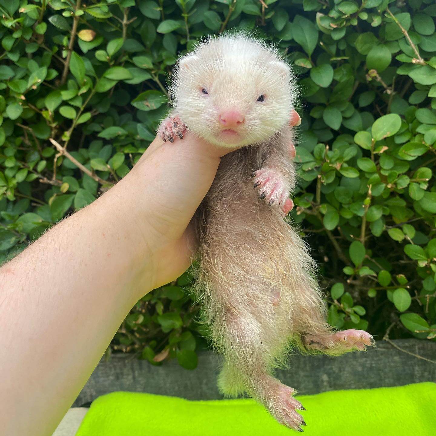  4 Robbie female 10 weeks ferret for sale 