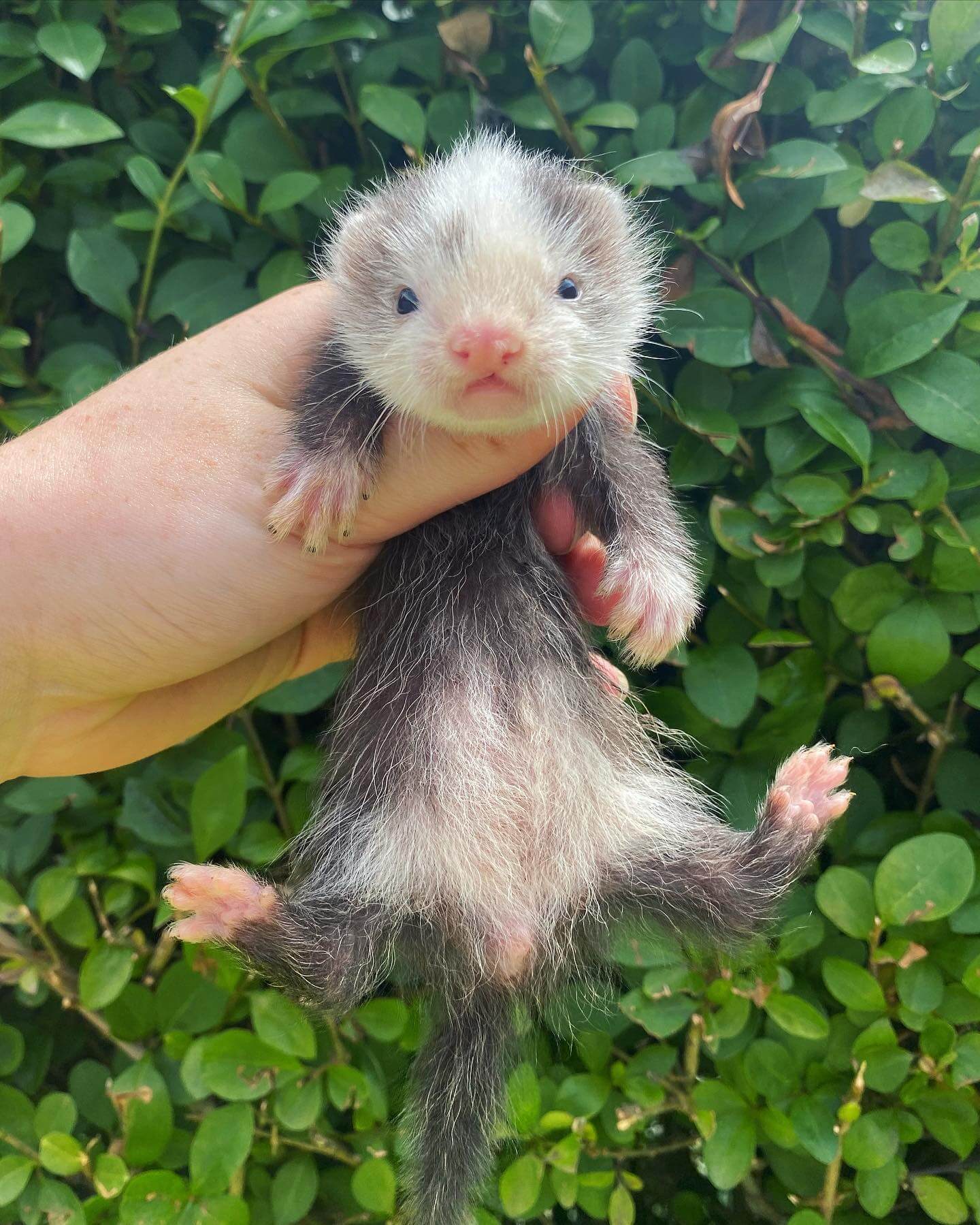  5 Tippy female 10 weeks ferret for sale 