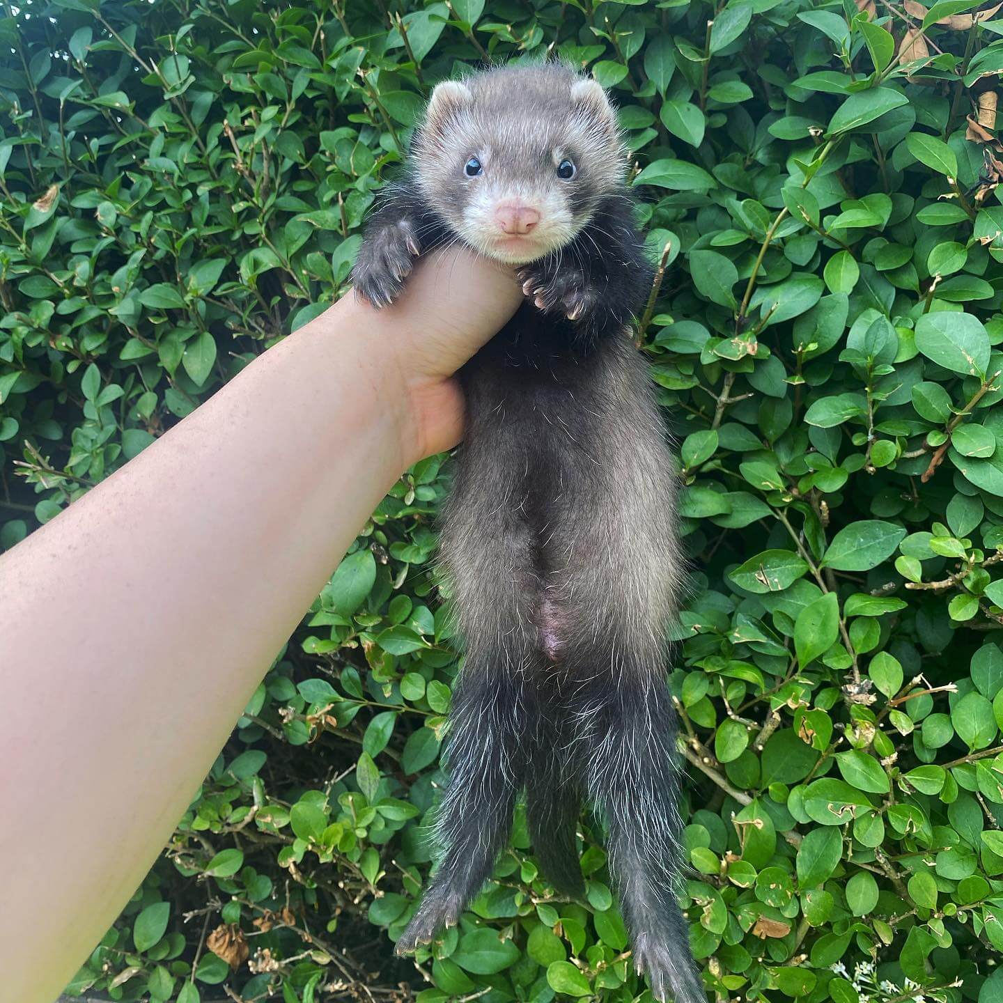  6 Taco male 11 weeks ferret for sale 