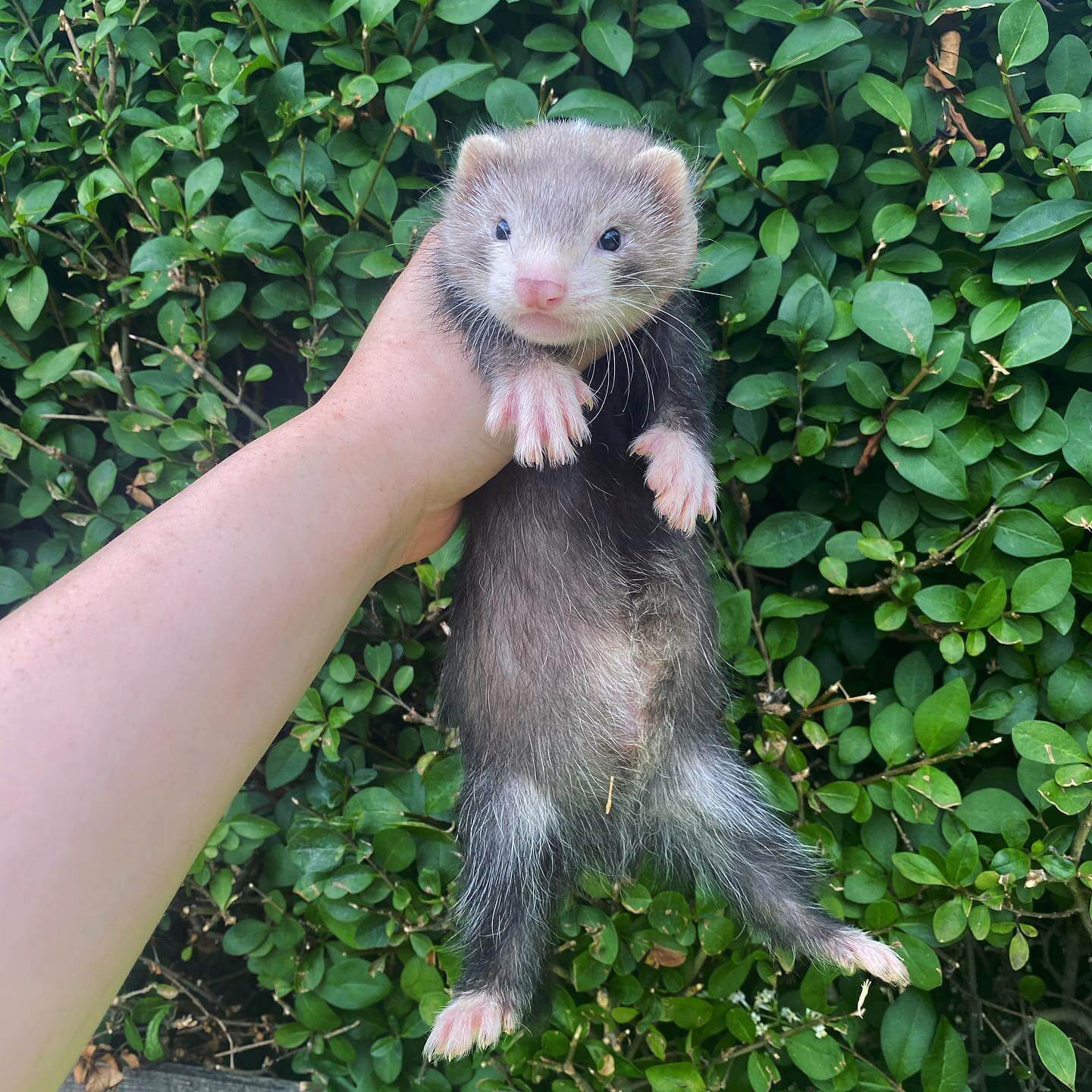  7 Gina female 10 weeks ferret for sale 