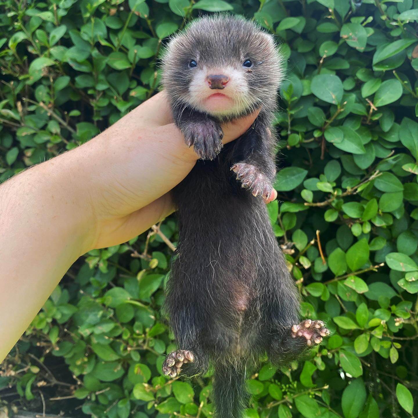  9 Snuff male 10 weeks ferret for sale 