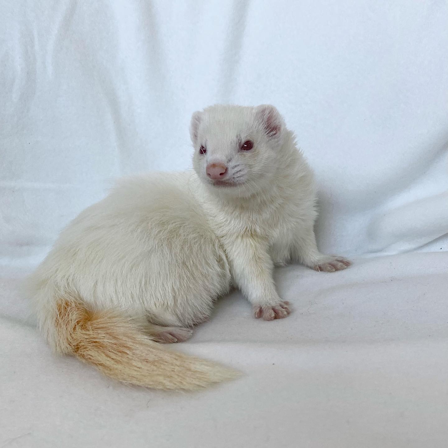  1 Sherry female 10 weeks ferret for sale 