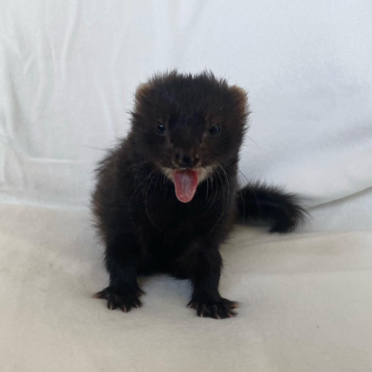  2 Brownie male 10 weeks ferret for sale 