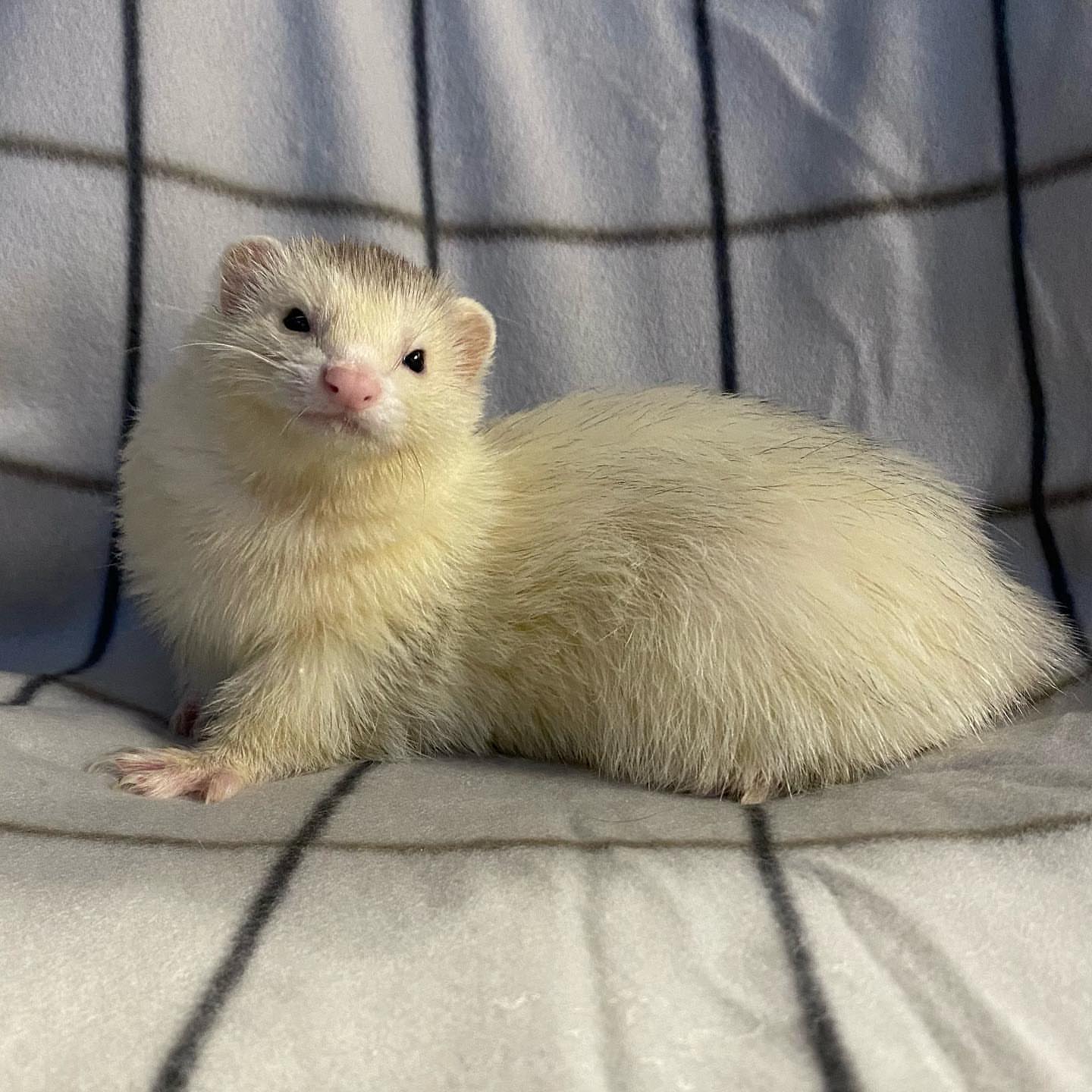  7 Gina female 10 weeks ferret for sale 