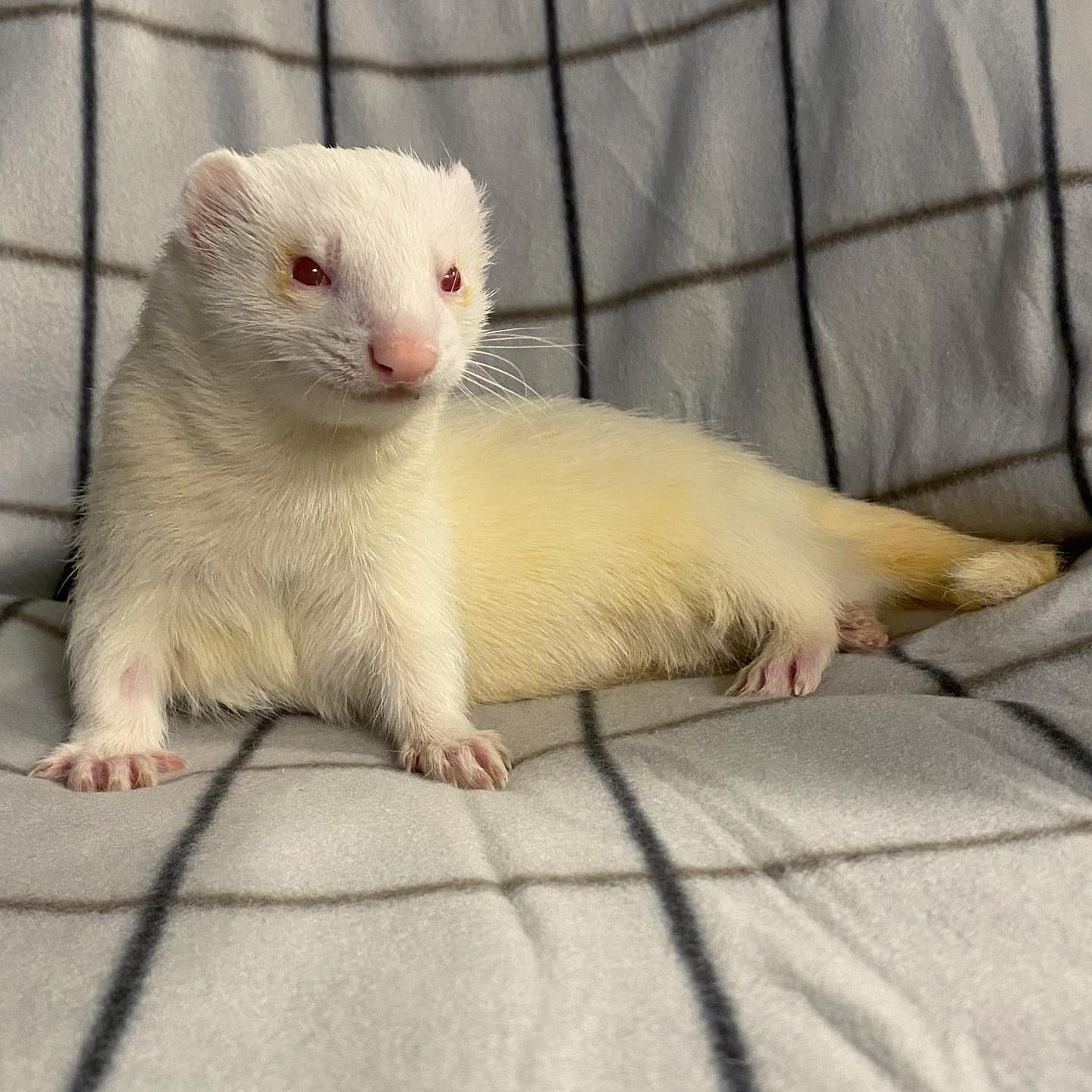 6 Taco male 11 weeks ferret for sale 