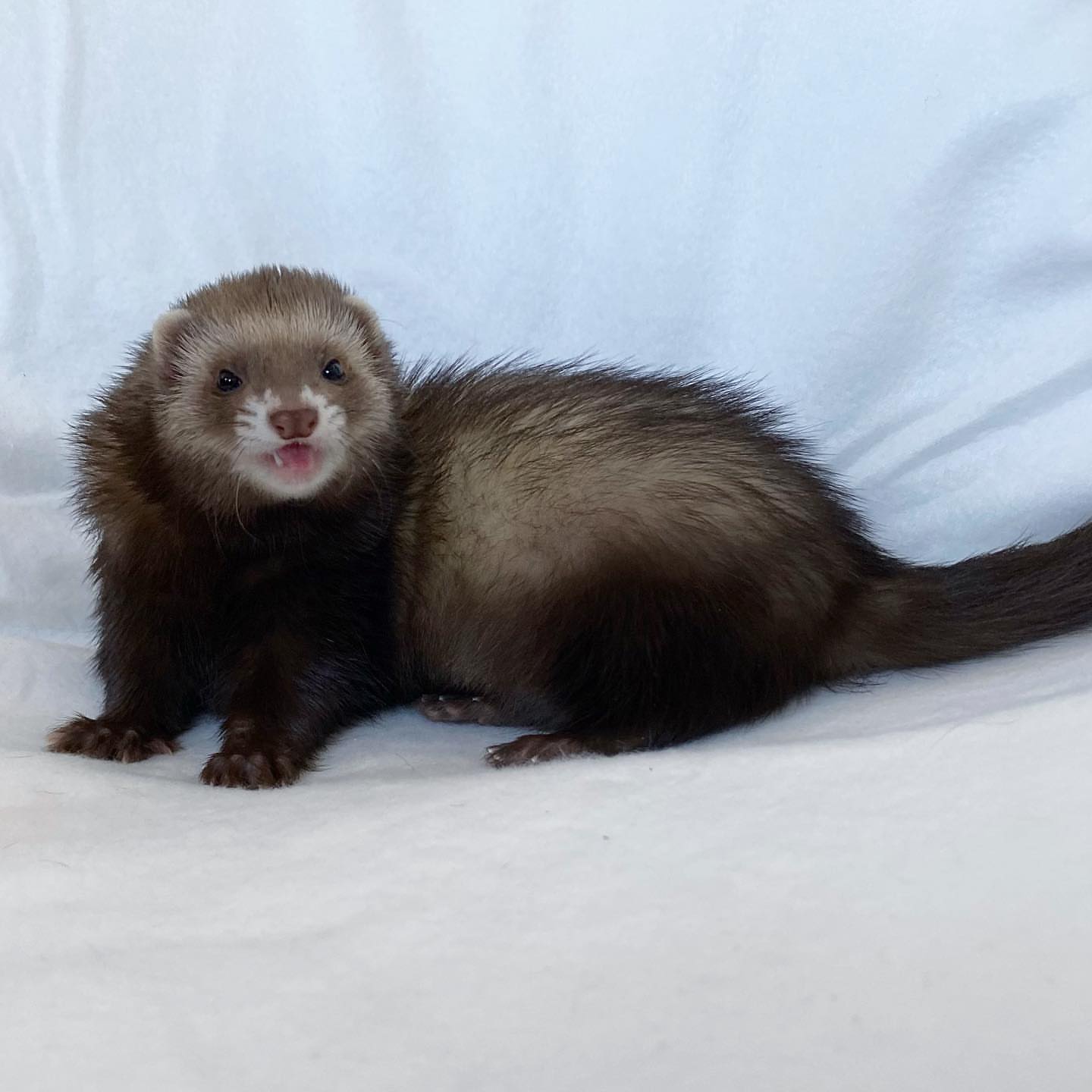  5 Tippy female 10 weeks ferret for sale 