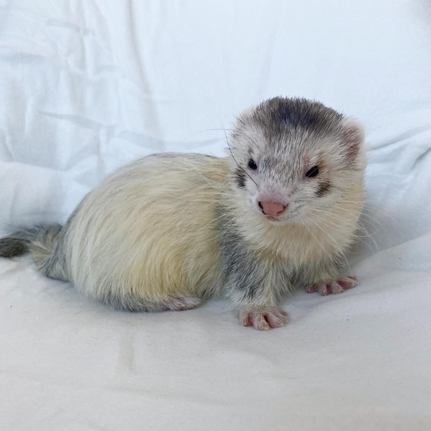  3 Weasley male 10 weeks ferret for sale 
